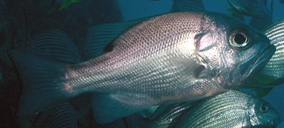 Glaucosoma scapulare